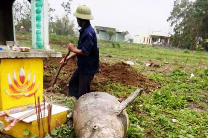 Phát hiện cá "lạ" nặng gần 1 tạ nằm chết dọc bờ biển