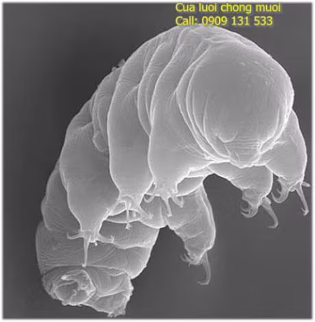 NASA trong cuoc dua bat tu nhu bo gau nuoc - Anh 3