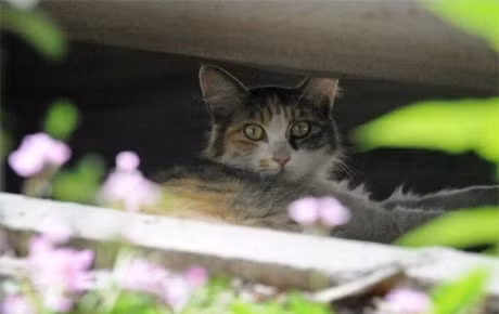 Rot nuoc mat canh meo me nga guc ben xac con - Anh 4