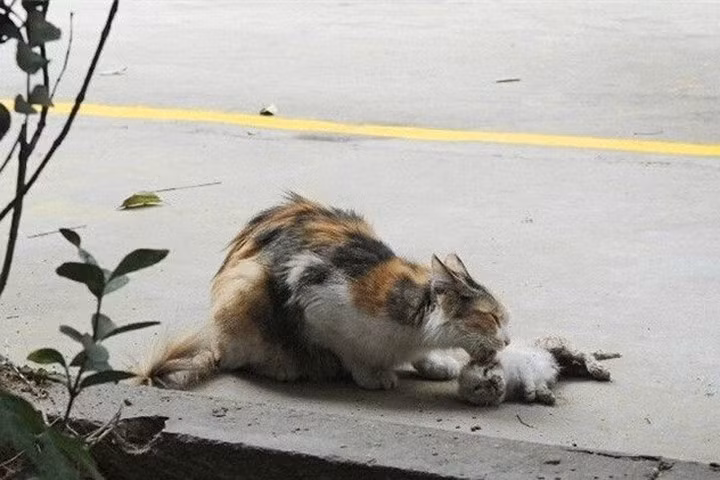 Rớt nước mắt cảnh mèo mẹ ngã gục bên xác con