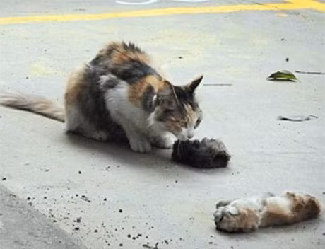 Rot nuoc mat canh meo me nga guc ben xac con - Anh 6