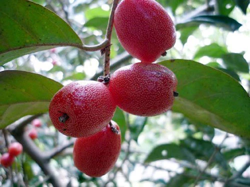 3 đối tượng không nên ăn quả nhót kẻo gây họa cho sức khỏe