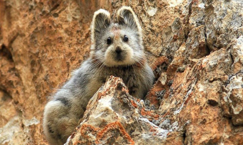 Ochotona iliensis có đặc trưng nổi bật là đôi tai thỏ lớn và khuôn mặt giống gấu teddy. Ảnh: Li Weidong ht-ili-pika-cute-chinese-mamma-5085-9213