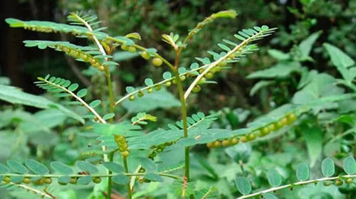 Cây chó đẻ: ‘Thần dược’ mọc dại ít người biết