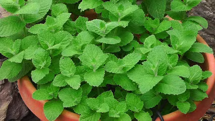 Công dụng tuyệt vời của cây bạc hà và cách trồng loại cây này - Ảnh 2