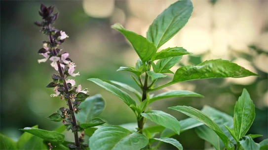 Húng quế có chứa các tinh chất làm trắng răng và bảo vệ răng miệng.