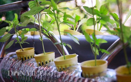 Dân Thủ đô “hô biến” ban công, sân thượng thành vườn rau