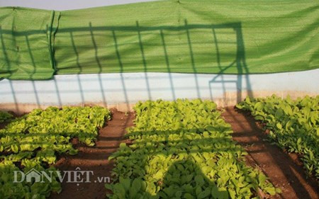 Dân Thủ đô “hô biến” ban công, sân thượng thành vườn rau ảnh 4 Rộ mốt
