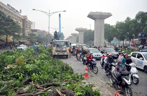 Hà Nội lên phương án bảo vệ hai cây xà cừ