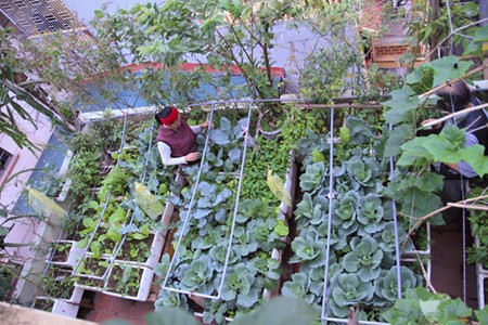 Dân Thủ đô “hô biến” ban công, sân thượng thành vườn rau ảnh 3 Rộ mốt