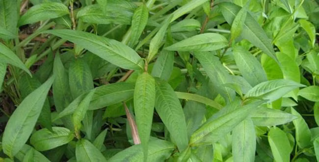 Dù nhà chật hẹp tới cỡ nào, bạn nhất định phải trồng rau răm ở trong nhà