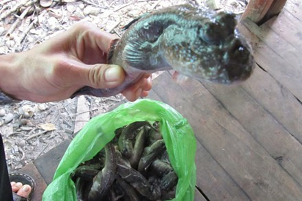 Chuyện loài cá “đứng nhìn thao láo” khi gặp người ảnh 1 Chuyện loài cá “đứng nhìn thao láo” khi gặp người ảnh 1