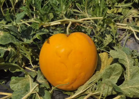 Nam nay, trai cay doc, la trung Tet se hiem hang - Anh 4