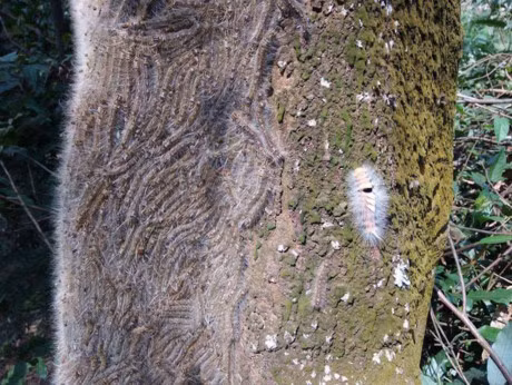 Buc hinh gay am anh nhat nam: Dung xem neu ban khong muon noi da ga, ngua khap nguoi - Anh 3