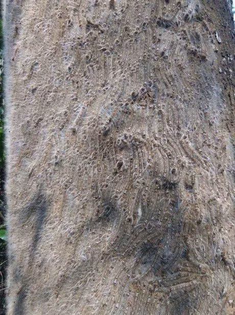 Buc hinh gay am anh nhat nam: Dung xem neu ban khong muon noi da ga, ngua khap nguoi - Anh 2