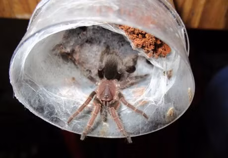 Co gai nuoi 1.500 con nhen doc nhat hanh tinh lam thu cung - Anh 3