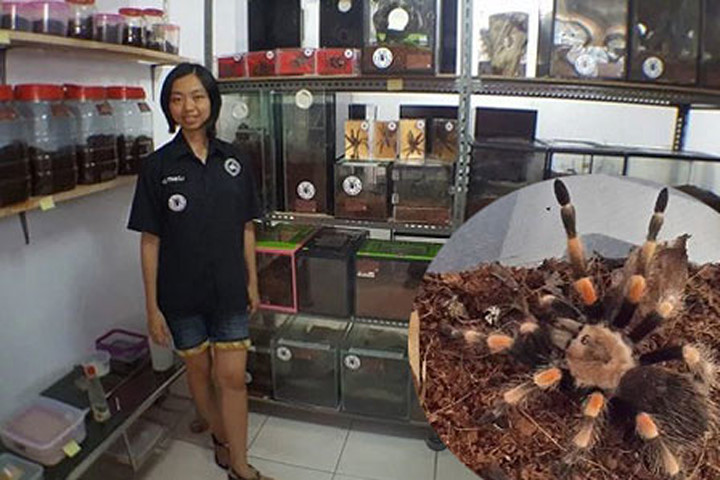 Cô gái nuôi 1.500 con nhện độc nhất hành tinh làm thú cưng