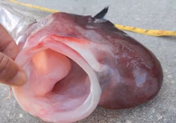 loai ca la, ca co hinh thu ky di, ca dau nao nguoi, ca map mieng rong,ca ba mat, ca dau gu, ca mola mola