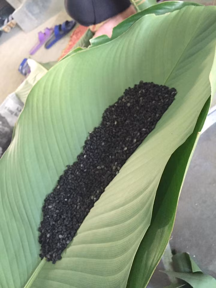 Để bánh chưng có màu đen, người Tày đốt thân cây núc nác để tán bột trộn với gạo nếp.