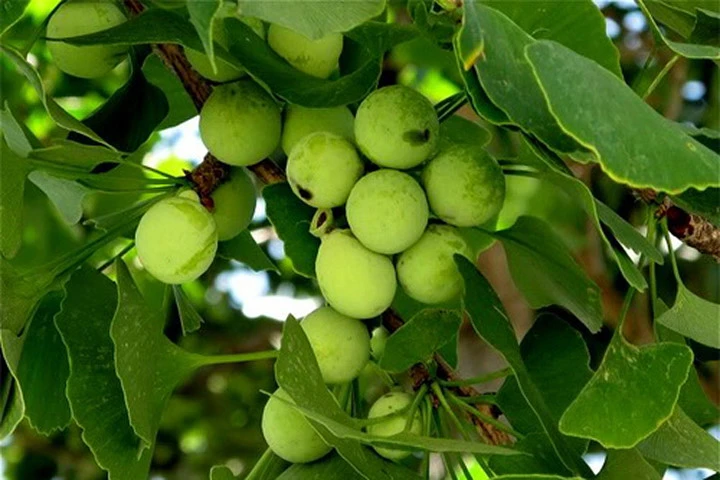 Các bài thuốc từ bạch quả