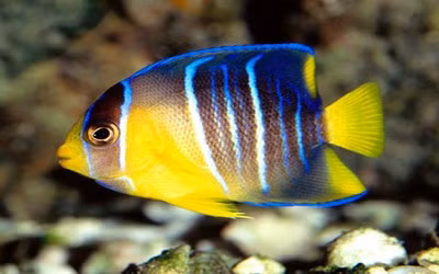 Bơi trong băng giá, cá có lạnh không? ảnh 2