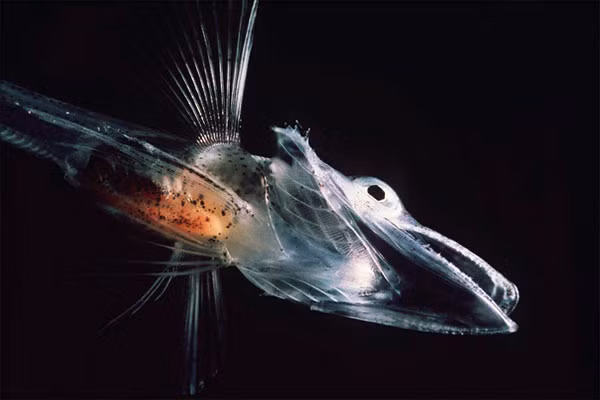 Bơi trong băng giá, cá có lạnh không? ảnh 6