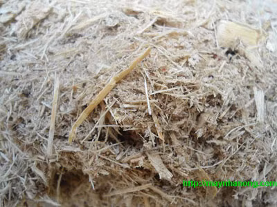 Sản xuất điện năng từ… bã mía