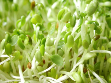 Món ăn được ví như Mon an duoc vi nhu