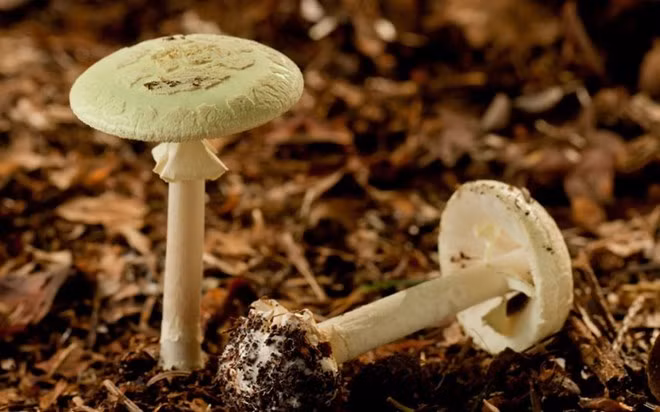 Nấm Mũ chết (Amanita phalloides): Đây là một trong những loài nấm độc nhất có toàn thân màu trắng. Loài nấm này được cho là nguyên nhân gây ra cái chết của hoàng đế La Mã Claudios.
