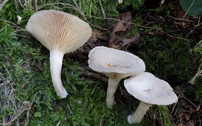 Clitocybe rivulosa (nấm phễu): Loại nấm này có thể gây buồn nôn, tiêu chảy, mờ mắt và đổ mồ hôi. Nó có thể gây tử vong trong trường hợp nặng.
