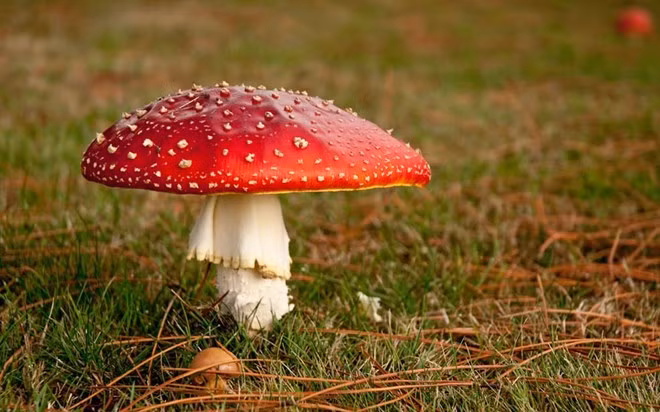 Amanita muscaria: Loài nấm này sở hữu chiếc mũ màu đỏ rực rỡ với đốm trắng tuyệt đẹp như trong chuyện cổ tích. Tuy nhiên, đây là loại nấm độc có khả năng làm cho bạn cảm thấy khó chịu hoặc mê sảng, nặng hơn là có thể tử vong.