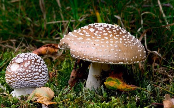 Amanita pantherina (mũ báo): Loại nấm này gây ảo giác nếu ăn phải, và trong một số trường hợp có thể gây tử vong.