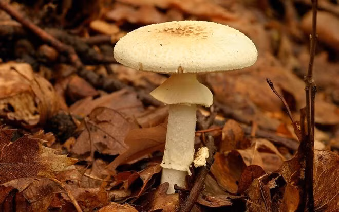 Amanita virosa (thiên thần hủy diệt): Với một cái tên như thế, không có gì lạ rằng nó là loài nấm có độc tính cao nhất. Các độc tố bên trong nó tấn công gan và thận, thường gây tử vong, và không có thuốc giải được.