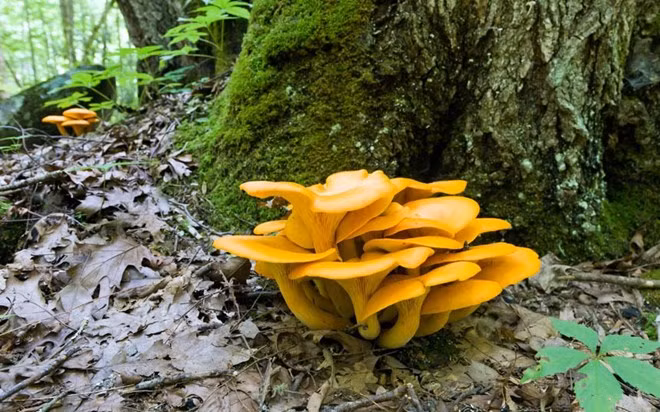 Omphalotus olearius: Nấm độc này rất hiếm (nó thường được tìm thấy ở Bắc Mỹ) nhưng có thể gây ra một loạt các triệu chứng bao gồm đau bụng và tiêu chảy. Nó có khả năng phát sáng nhẹ trong bóng tối.