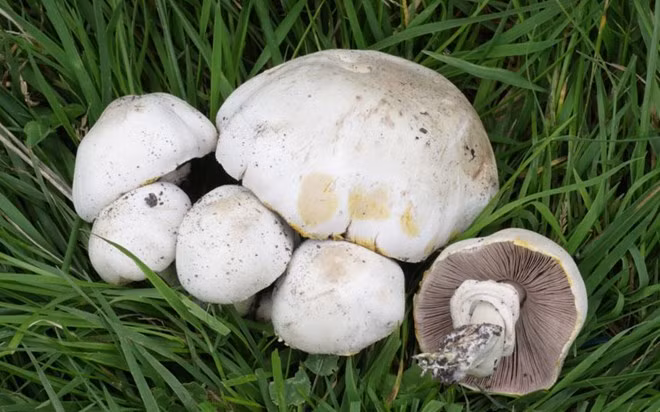Agaricus xanthodermus : Loại nấm này gặp nhiều trong rừng, vườn và hàng rào cây, nấm này có thể gây ra vấn đề tiêu hóa nghiêm trọng cũng như đổ mồ hôi và toàn thân đỏ bừng.