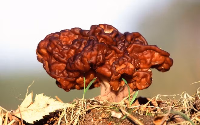 Gyromitra esculenta: Đây là loại nấm ăn được và là một món ngon ăn phổ biến ở các nước Đông Âu - nhưng luôn luôn đi kèm với cảnh báo sức khỏe. Loài nấm này chỉ an toàn khi đã nấu chín, nhưng lại vô cùng độc hại nếu sống.