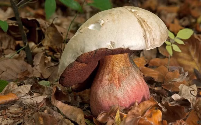 Boletus satanas (nấm quỷ): Nấm này gặp nhiều ở Châu Âu. Nó có thể gây buồn nôn, tiêu chảy và nôn mửa cho nhưng thường không gây tử vong nếu ăn phải.