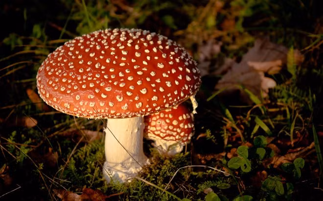 Những “đại sát thủ” đẹp lung linh diệu kỳ