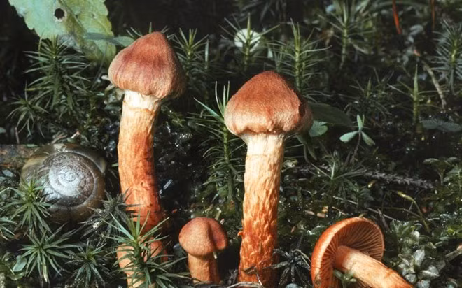 Cortinarius rubellus (kẻ giết người): Nicholas Evans - tác giả cuốn "The Horse Whisperer " cùng vợ và hai người thân khác được cho là đã vô tình bị đầu độc bởi loại nấm này trong năm 2008.