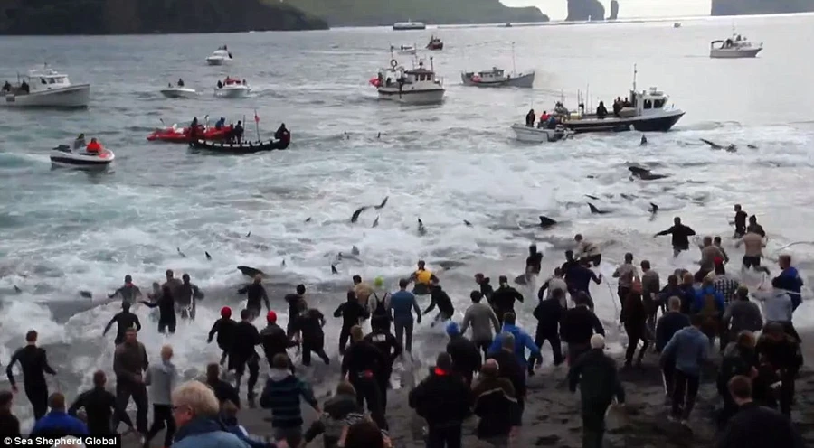 Kinh hãi cảnh thảm sát cá voi ở Faroe, máu nhuộm đỏ cả bãi biển