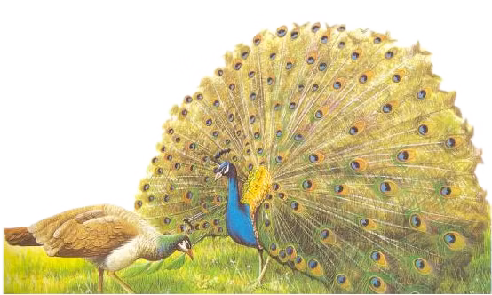 Nguyễn Du thường dùng hình ảnh động vật với cảm hứng triết lý để ẩn dụ cho một minh triết nào đó. Bài “Khổng tước vũ” là triết lý về sự không tương hợp giữa hình thức bên ngoài và bản chất bên trong.