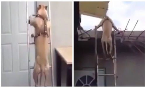 Ngo ngang cho leo thang nhu... nguoi