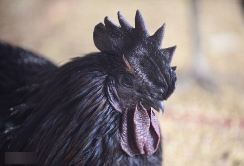 Tết Nguyên Đán 2015: Đại gia chơi sang xài hàng Tết Nguyên Đán 2015: Đại gia chơi sang xài hàng