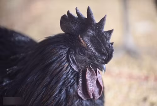 Tết Nguyên Đán 2015: Đại gia chơi sang xài hàng Tết Nguyên Đán 2015: Đại gia chơi sang xài hàng