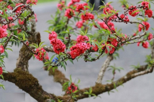 Tết Nguyên Đán 2015: Đại gia chơi sang xài hàng Tết Nguyên Đán 2015: Đại gia chơi sang xài hàng