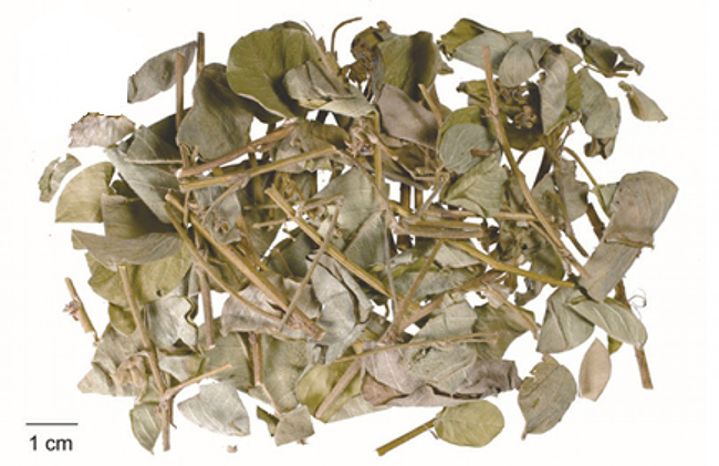 Khi làm thịt gà, bà nội trợ nào cũng vứt đi vị thuốc quý “kỳ diệu” này mà không biết ảnh 1 Khi làm thịt gà, bà nội trợ nào cũng vứt đi vị thuốc quý “kỳ diệu” này mà không biết ảnh 1