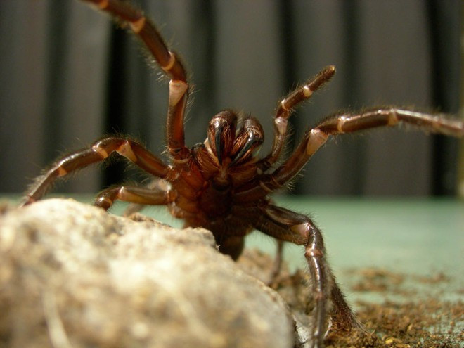 Rất may, giới y khoa đã chế ra thuốc chống độc của nhện mạng phễu Sydney. Vì thế, người ta chưa phát hiện trường hợp tử vong nào liên quan tới chúng trong vòng 30 năm qua. Ảnh: pixgood.com Rất may, giới y khoa đã chế ra thuốc chống độc của nhện mạng phễu Sydney.