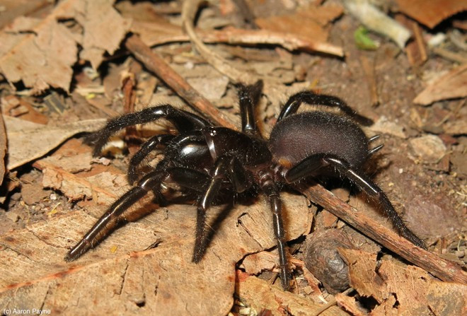 Nhưng atracotoxin - loại chất độc thần kinh mà nhện mạng hình phễu Sydney sở hữu - loại hoạt động theo cơ chế khác. Ảnh: Aaron Payne km