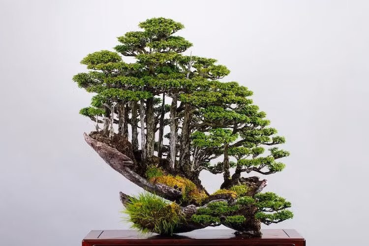 Độc lạ khu rừng bonsai tí hon của Masahiko Kimura ảnh 1