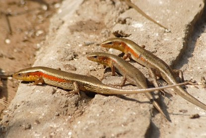 Bí quyết thu trăm triệu mỗi năm của bà chủ trại rắn ảnh 1 Bí quyết thu trăm triệu mỗi năm của bà chủ trại rắn ảnh 1